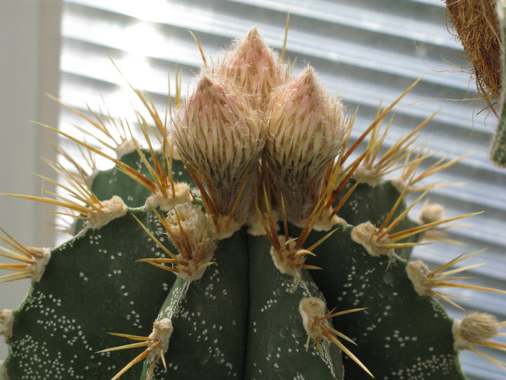 Astrophytum ornatum v. mirbelii ( Lem.) Okumura