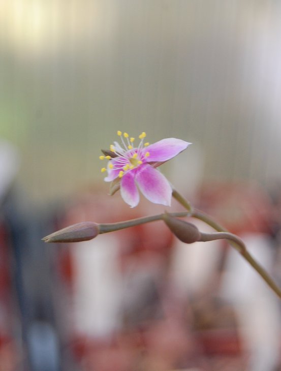 Anacampseros namaquensis