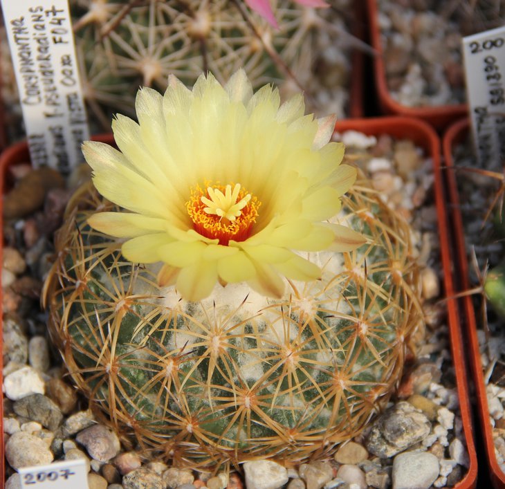 Coryphantha radians pseudoradians FO47.JPG