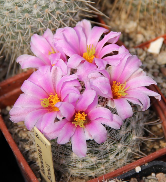 Mammillaria boolii.JPG