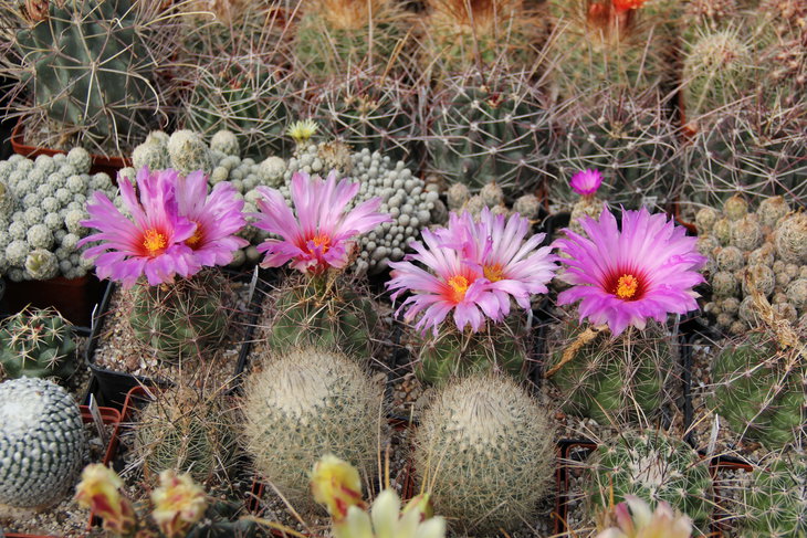 Thelocactus bicolor CZ052.JPG