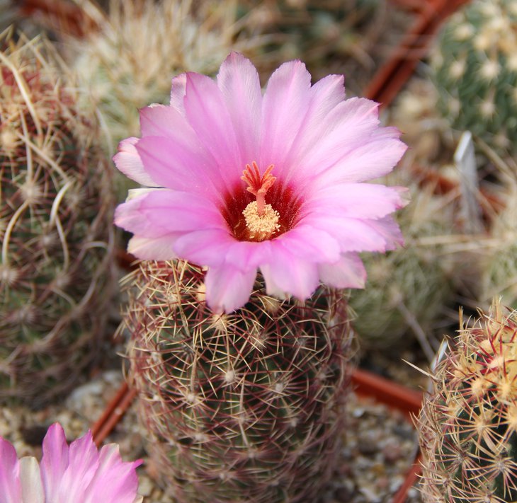 Thelocactus bicolor zwakii CZ043.JPG