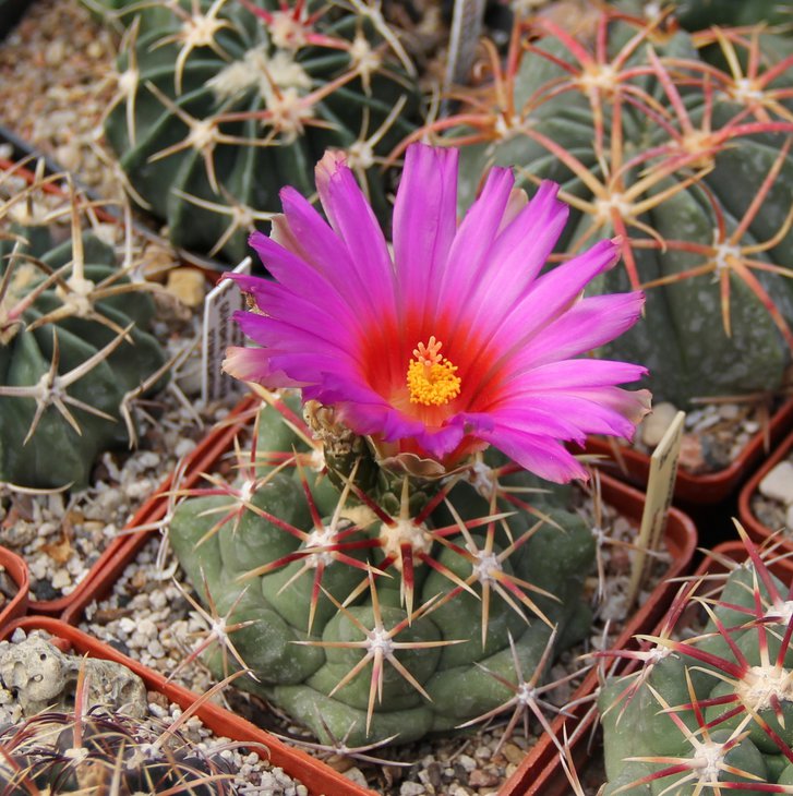 Thelocactus heterochromus P303.JPG