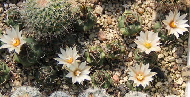 Turbinicarpus schwartsii longispinum BO494.JPG