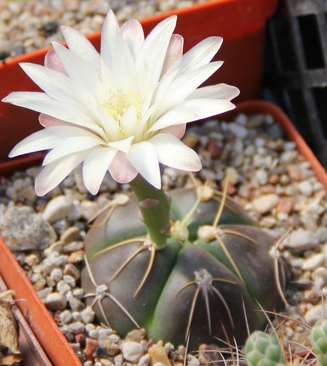 Gymnocalucium denudatum neocapilum