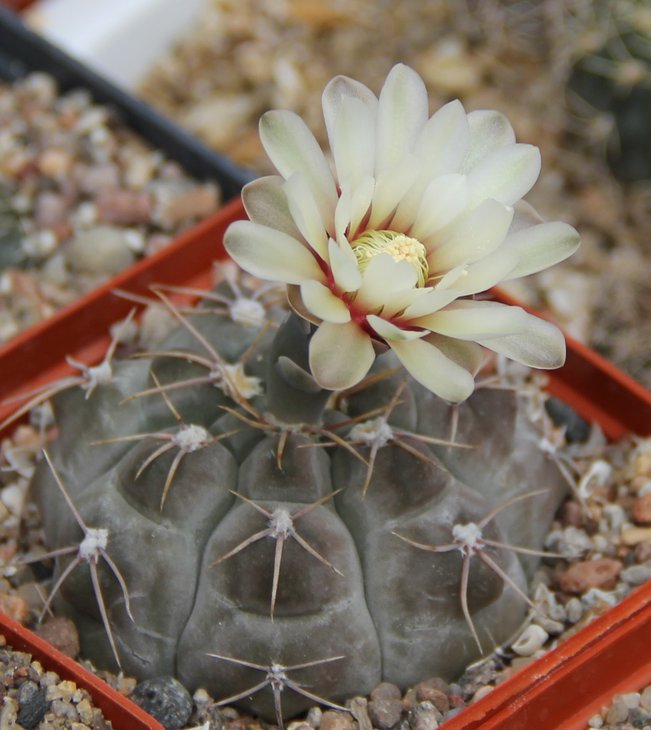 Gymnocalycium capilaense mucidum