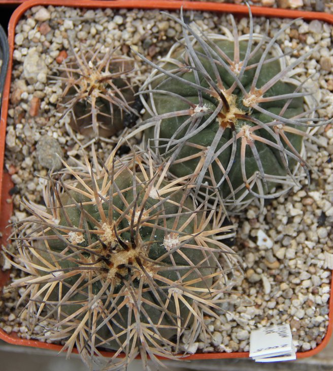 Gymnocalycium spegazzinii major Cachi.