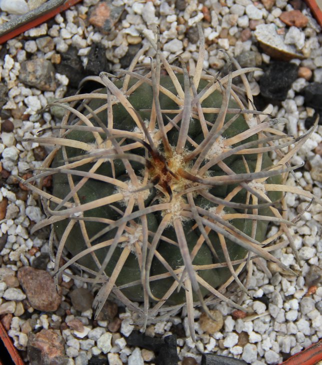 Gymnocalycium spegazzinii major Cachi..