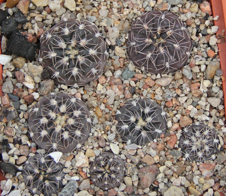 Gymnocalycium nataliae TOM402