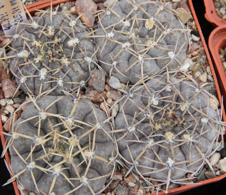 Gymnocalycium sp.VG410.1 (borthii nogolense)