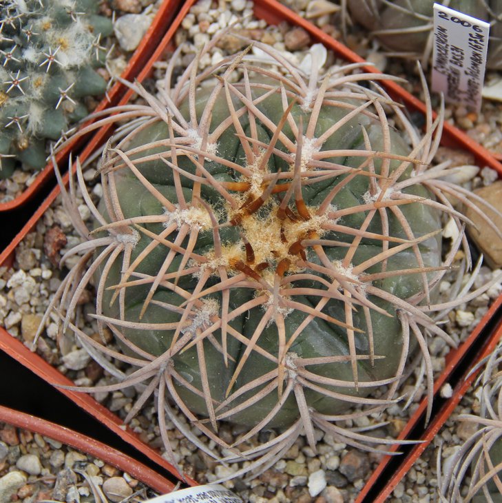 Gymnocalycium spegazzinii VS103