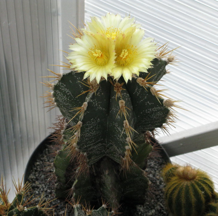 Astrophytum ornatum v. mirbelii ( Lem.) Okumura