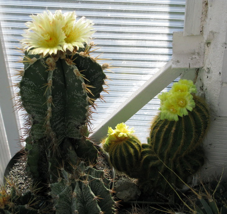 Совместное цветение Astrophytum ornatum v. mirbelii ( Lem.) Okumura и Notocactus warasii (F. Ritter) T. Hewitt &amp; Donald 1975
