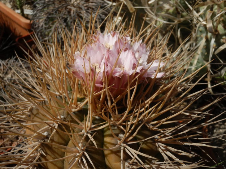 P7026692.jpg1.jpg