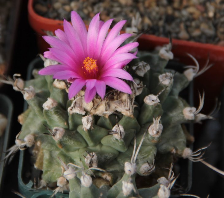 Turbinicarpus alonsoi