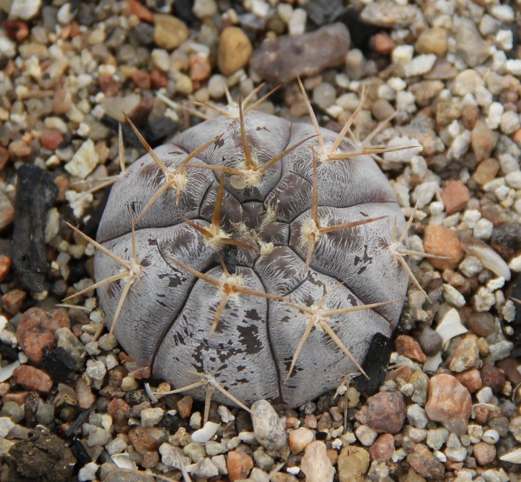 Gymnocalycium striglianum aeneum VG408