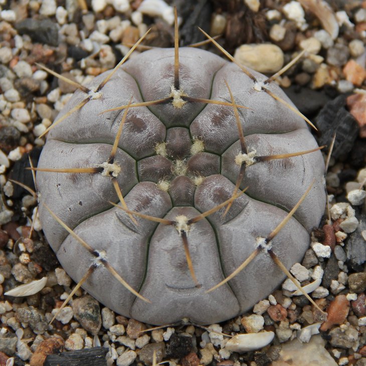 Gymnocalycium borthii nogolense VG684