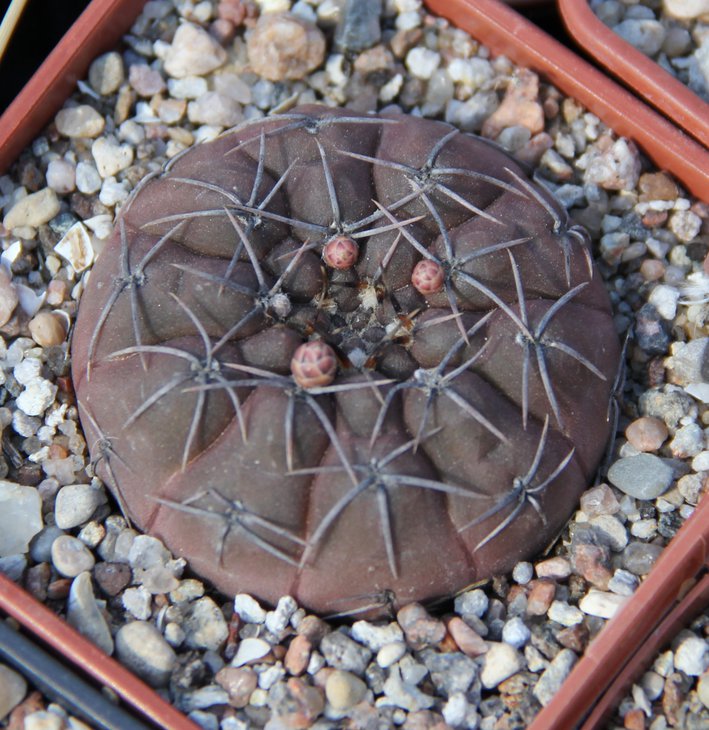 Gymnocalycium hybr. (ferrariXplatygonum)