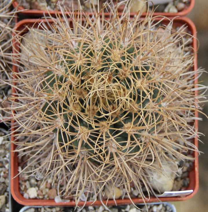Gymnocalycium neuhuberu GN77.186.