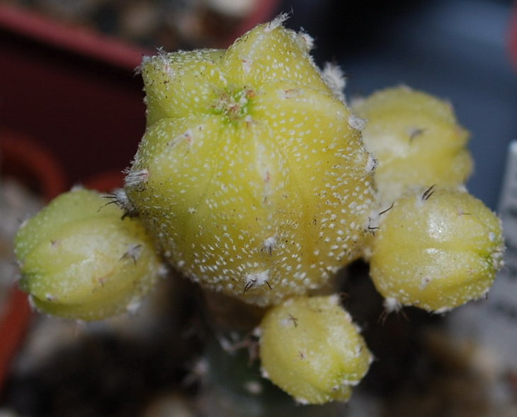 DSC_1089  A. hybr. ( Myr x cv. Hanazono ).jpg