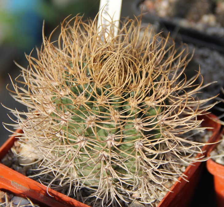 Gymnocalycium neuhuberi GN77.186.JPG