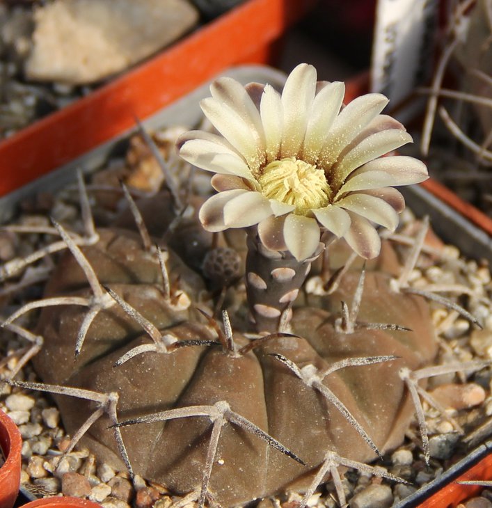 Gymnocalycium riojense guasayanense GN91-442.415