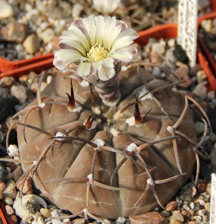 Gymnocalycium riojense guasayanense GN91-442.415