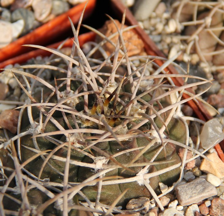 Gymnocalycium coloradense VG401