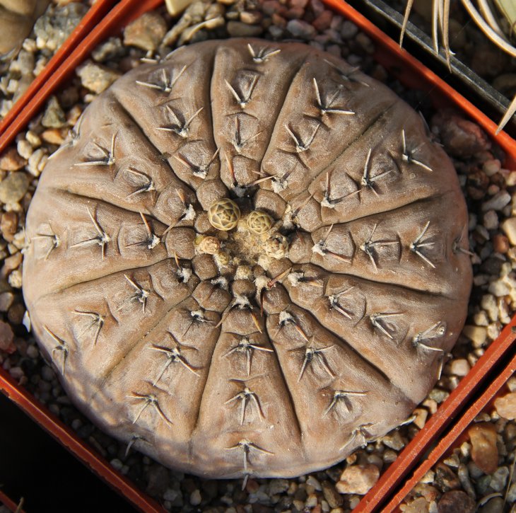 Gymnocalycium platygonum