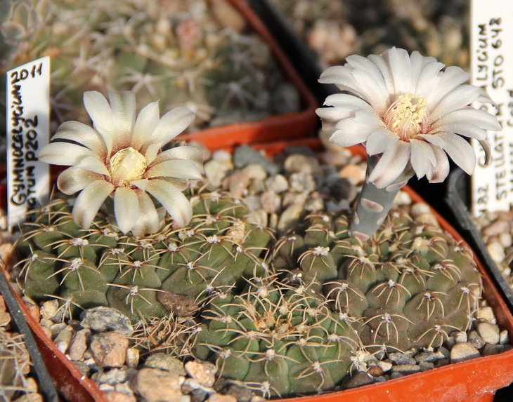 Gymnocalycium stellatum P202