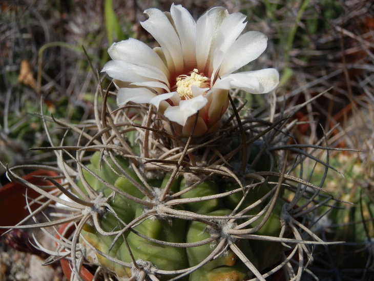 G.CASTELLANOSII