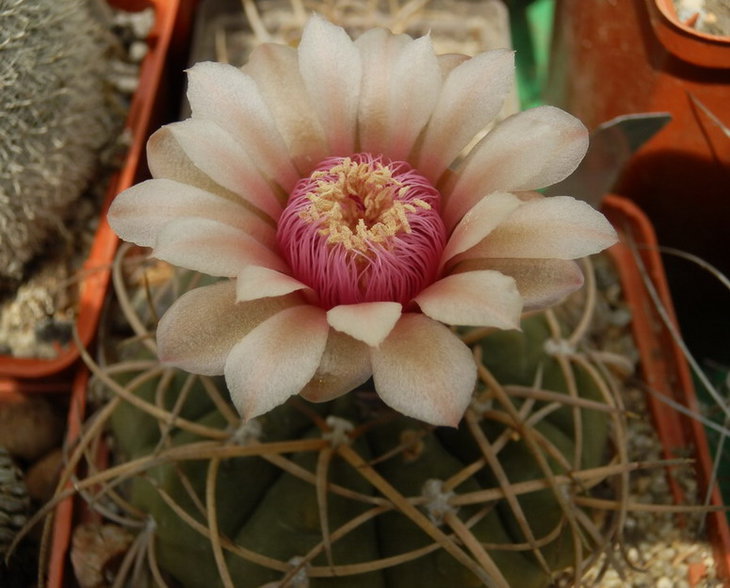 G.MAZANENSE