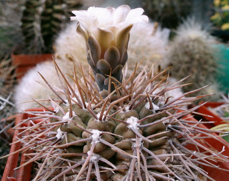 G.MOSERIANUM