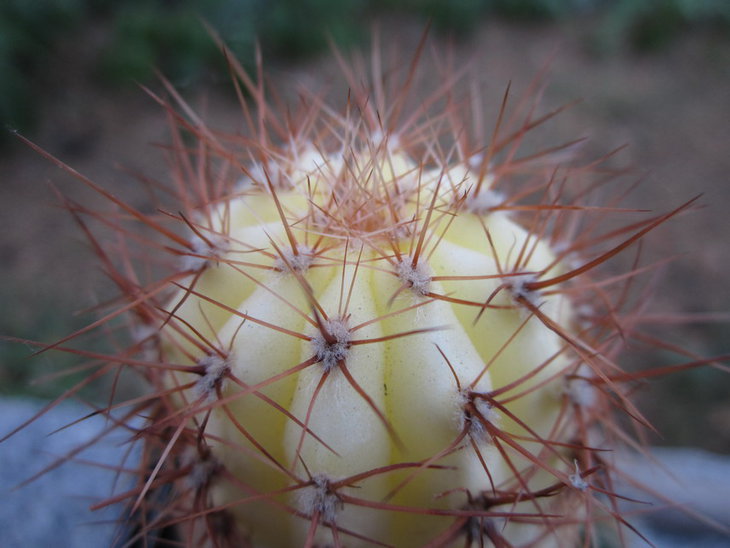 Denmoza Rhodacantha
