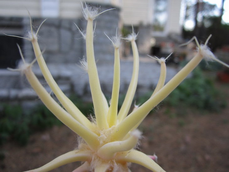 Leuchtenbergia Principis