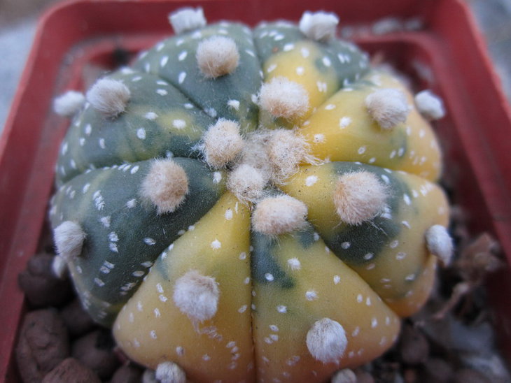 Astrophytum Asterias
