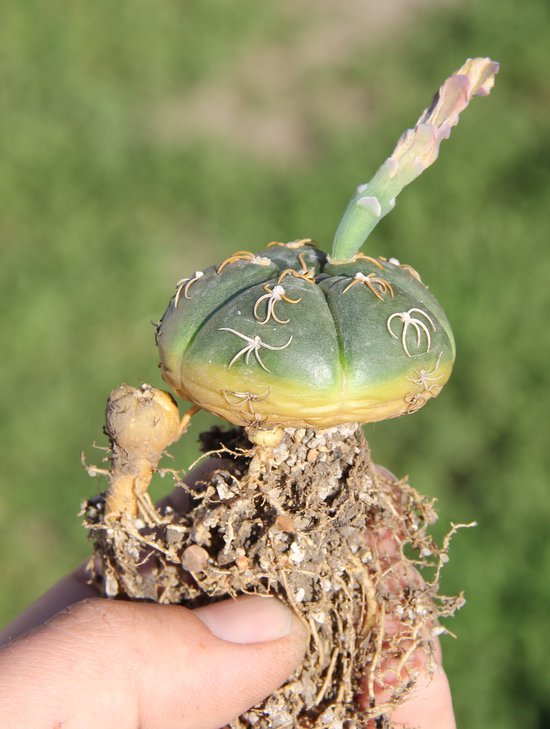 Gymnocalycium denudatum angulatum PR780.