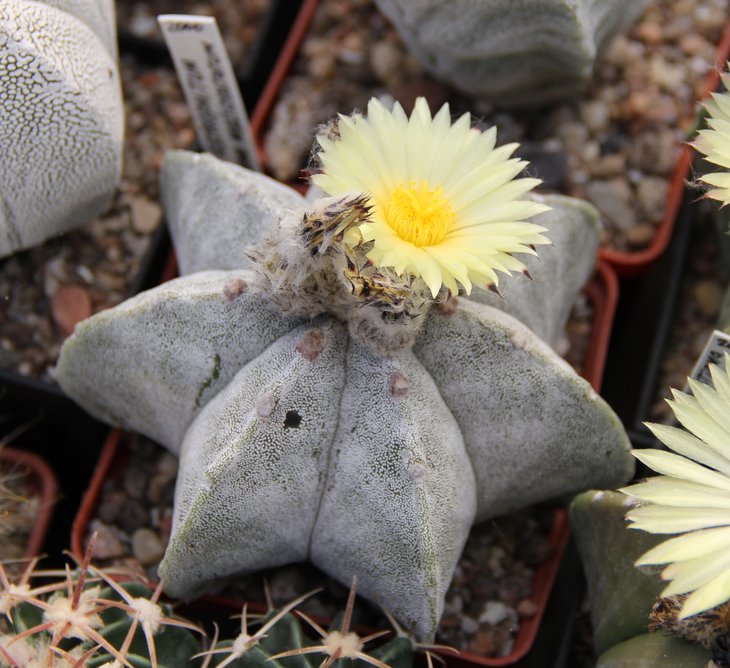 Astrophitum myriostigma cv. multicostatum.JPG