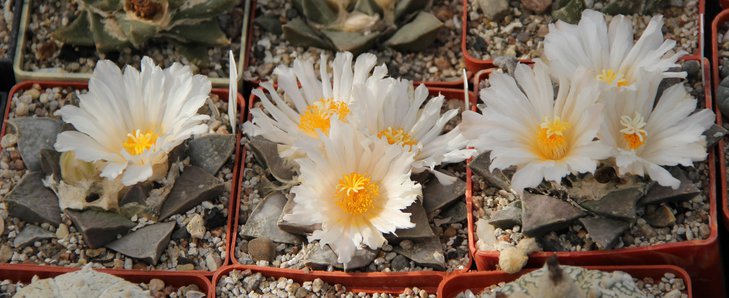 Ariocarpus retusus.JPG