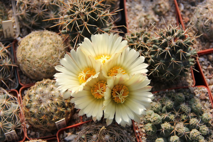 Coryphantha georgii KKR372..JPG