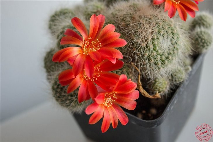 Rebutia_14f.jpg