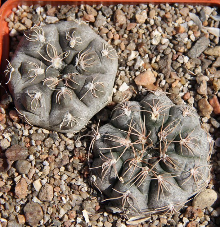 Gymnocalycium LB326