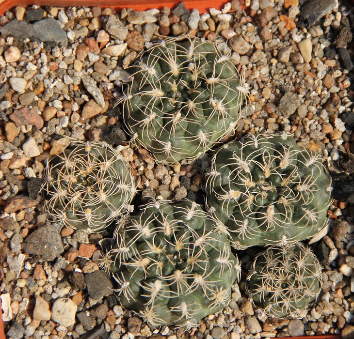 Gymnocalycium parvulum VG498