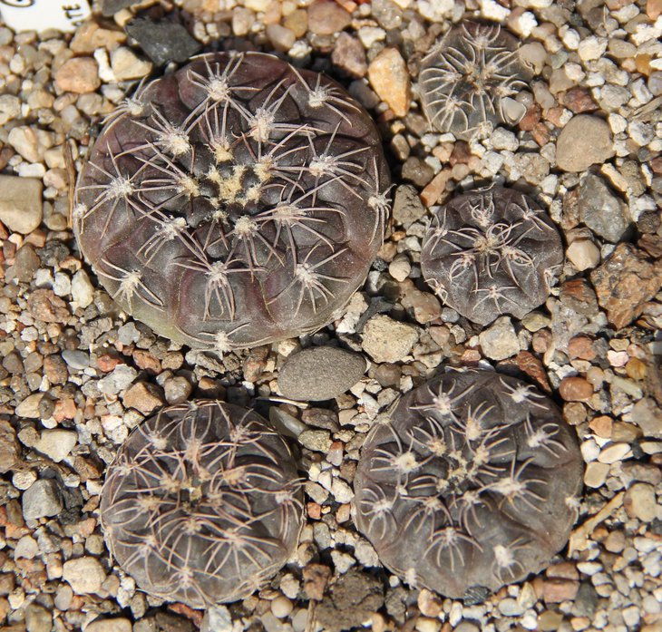 Gymnocalycium nataliae STO526
