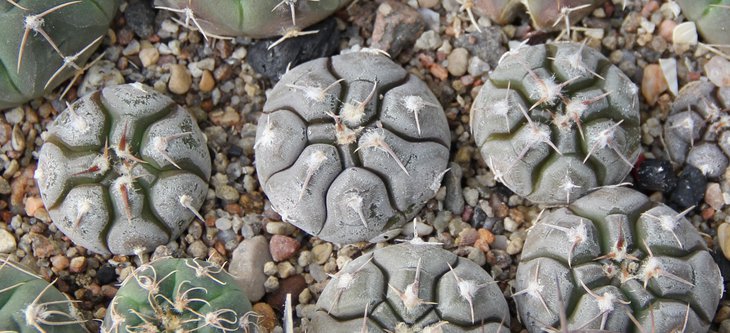 Gymnocalycium prochazkianumVG345