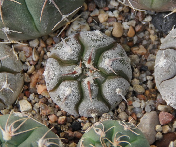 Gymnocalycium prochazkianumVG345