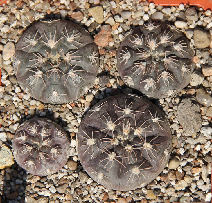 Gymnocalycium aff. nataliae VG709 Concaran SL 667m