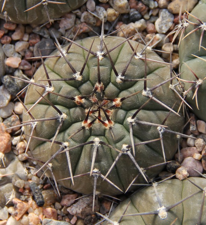 Gymnocalycium riojense paucispinum VG551