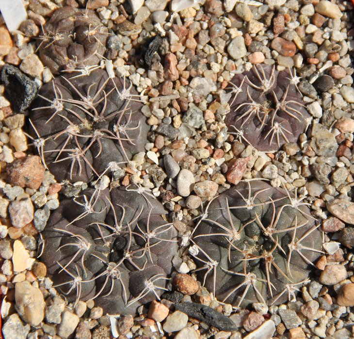Gymnocalycium sp. VG711 Mina de Los Condores 737m