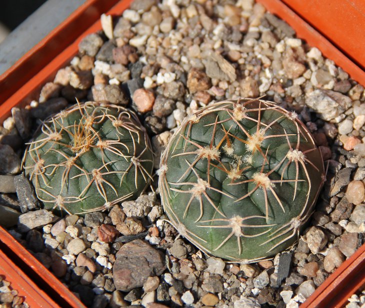 Gymnocalycium sp.TOM392 Los Alanices Chacabuco SL 828m